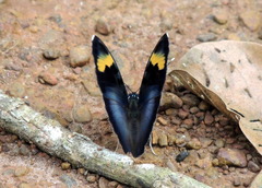 Euphaedra medon medon