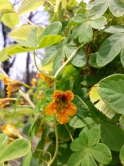 Tropaeolum ciliatum