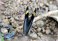 Euphaedra medon medon