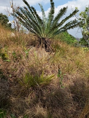 Encephalartos manikensis, photograph (c) i_c_riddell, some rights reserved (CC BY)