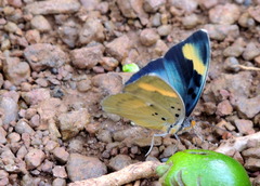 Euphaedra medon medon