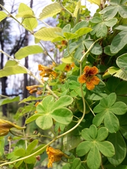Tropaeolum ciliatum
