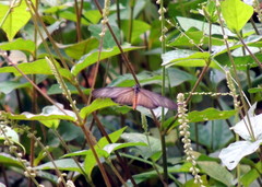 Acraea lycoa