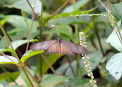 Acraea lycoa