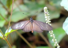 Acraea lycoa