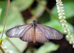 Acraea lycoa