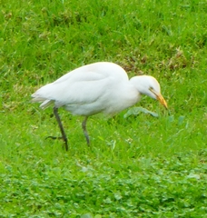 Bubulcus ibis