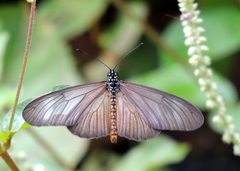 Acraea lycoa