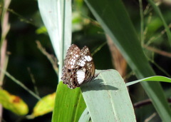 Neptidopsis ophione ophione