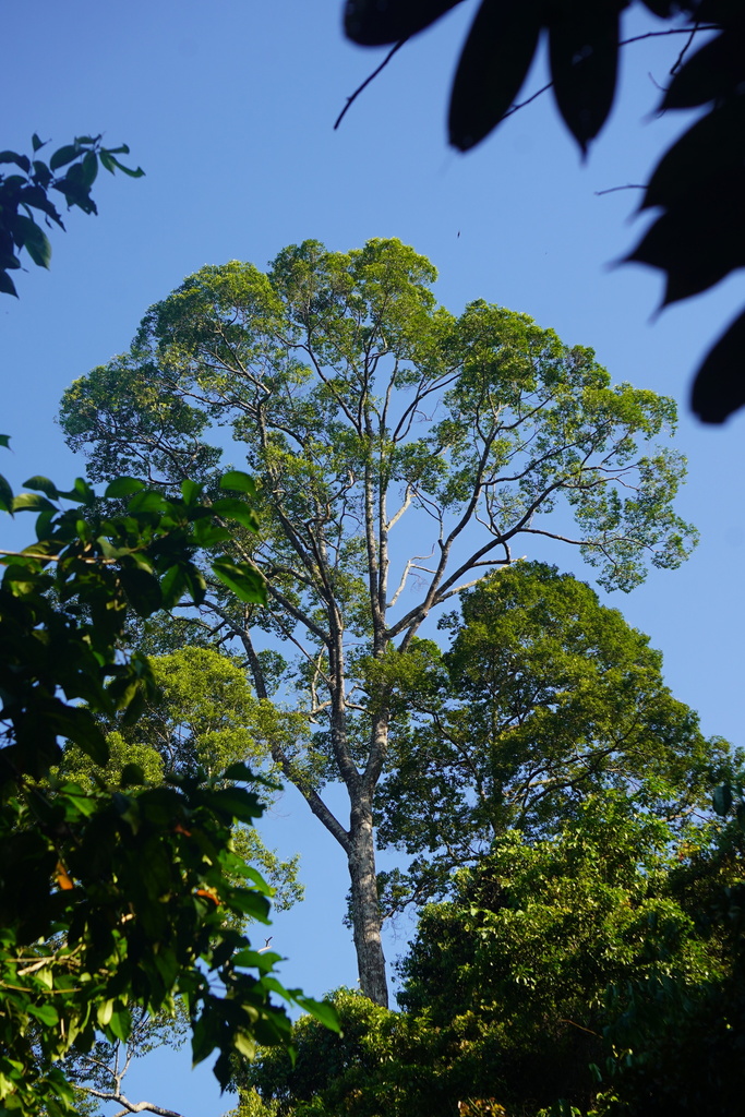Kayu Menggeris (Koompassia malaccensis)
