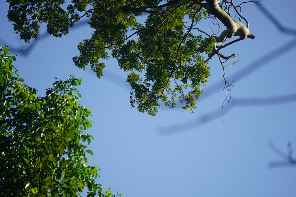 Kayu Menggeris (Koompassia malaccensis)
