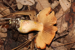 Cortinarius rubicundulus
