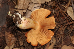 Cortinarius rubicundulus