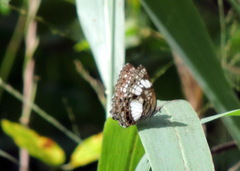 Neptidopsis ophione ophione