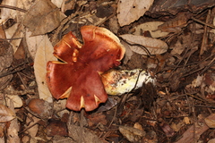 Cortinarius rubicundulus