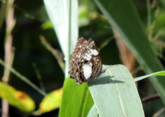 Neptidopsis ophione ophione