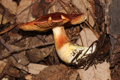Cortinarius rubicundulus