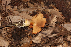 Cortinarius rubicundulus