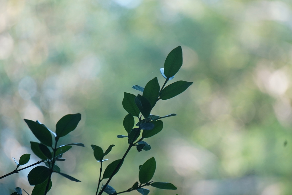 Narrow-leaved Kundang (Bouea oppositifolia)