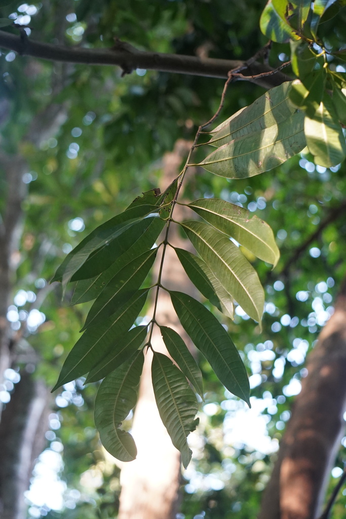 Narrow-leaved Kundang (Bouea oppositifolia)