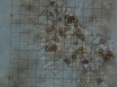 Cortinarius rubicundulus