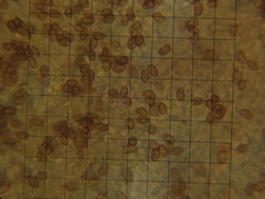 Cortinarius rubicundulus