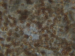 Cortinarius rubicundulus