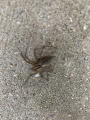 Agelenopsis