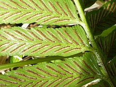 Asplenium milnei