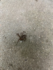 Agelenopsis