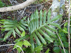 Microsorum pustulatum howense