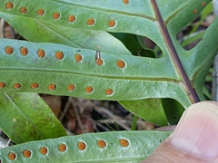 Microsorum pustulatum howense