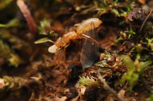 Acropyga palearticaAcropyga paleartica