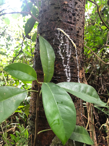 Parartocarpus observed 2025-09-07