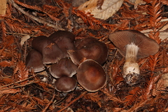 Cortinarius cisqhale
