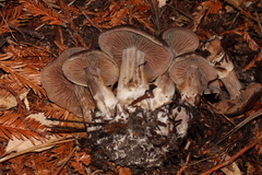 Cortinarius cisqhale