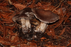 Cortinarius cisqhale