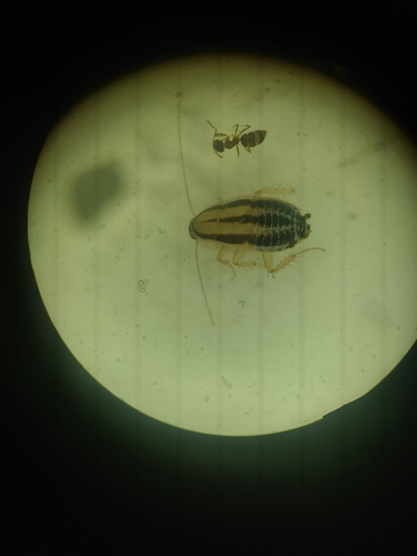 Luridiblatta longitubulata