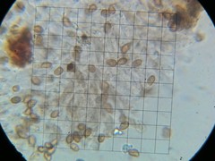 Cortinarius cisqhale