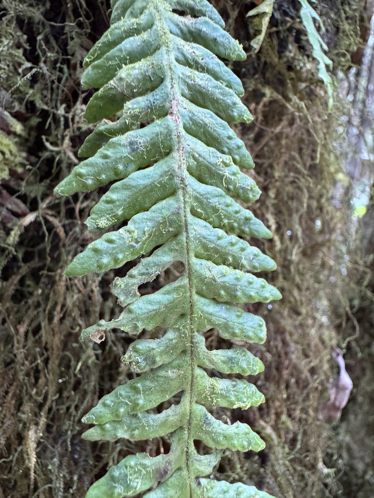 Prosaptia maidenii