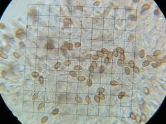 Cortinarius cisqhale