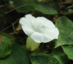 Francisco Farriols Sarabia, CC BY, iNaturalist via GBIF Ipomoea corymbosa, photograph Francisco Farriols Sarabia, CC BY, iNaturalist via GBIF