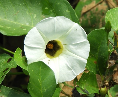 Ipomoea corymbosa, photograph 5