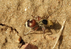 Dasymutilla sicheliana