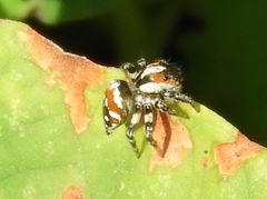 Nycerella delecta