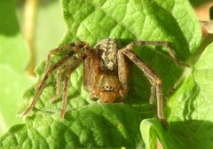 Curicaberis culiacan