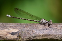 Argia elongata