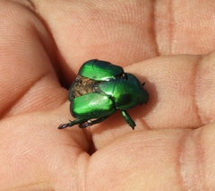 Calomacraspis splendens