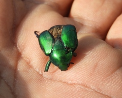 Calomacraspis splendens