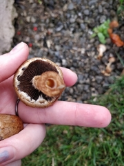 Lacrymaria lacrymabunda